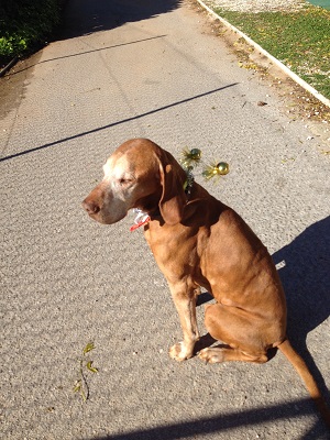 xmas spirit - golden balls?